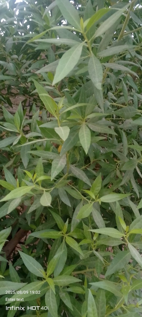 officallyB's tweet image. 