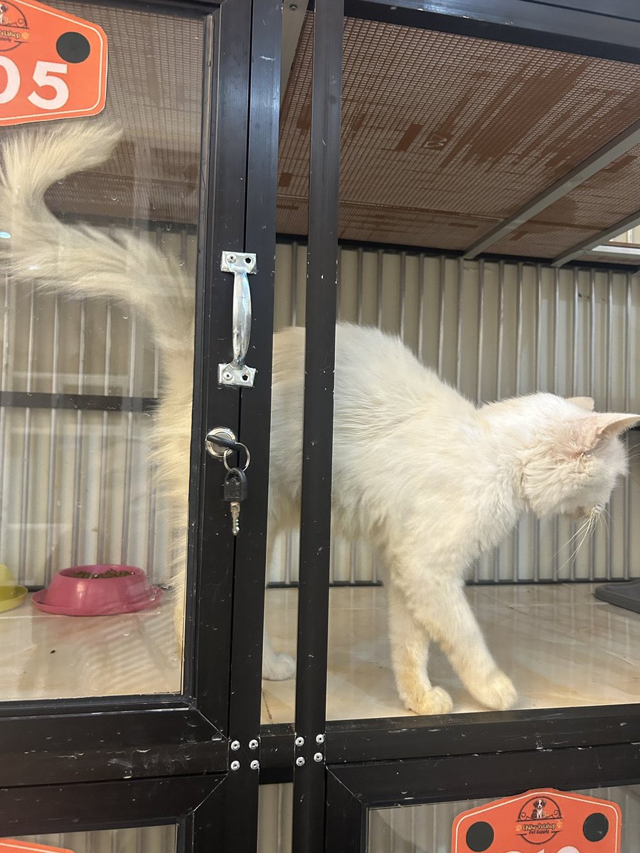 shirobloon's tweet photo. URGENT - NEED ADOPTER ATAU FOSTER. Kucing Betina, ditemukan dipinggir jalan. Butuh secepetnya ya kalau berkenan, karena sekarang ada di pet hotel, sudah rimandikan dan bersih. Lokasi Tangsel #adopsikucing #adopsikucingjakarta #adoptkucing #kucing #adopsi #free @BarudaksPapi https://t.co/xg3l2iyD9k