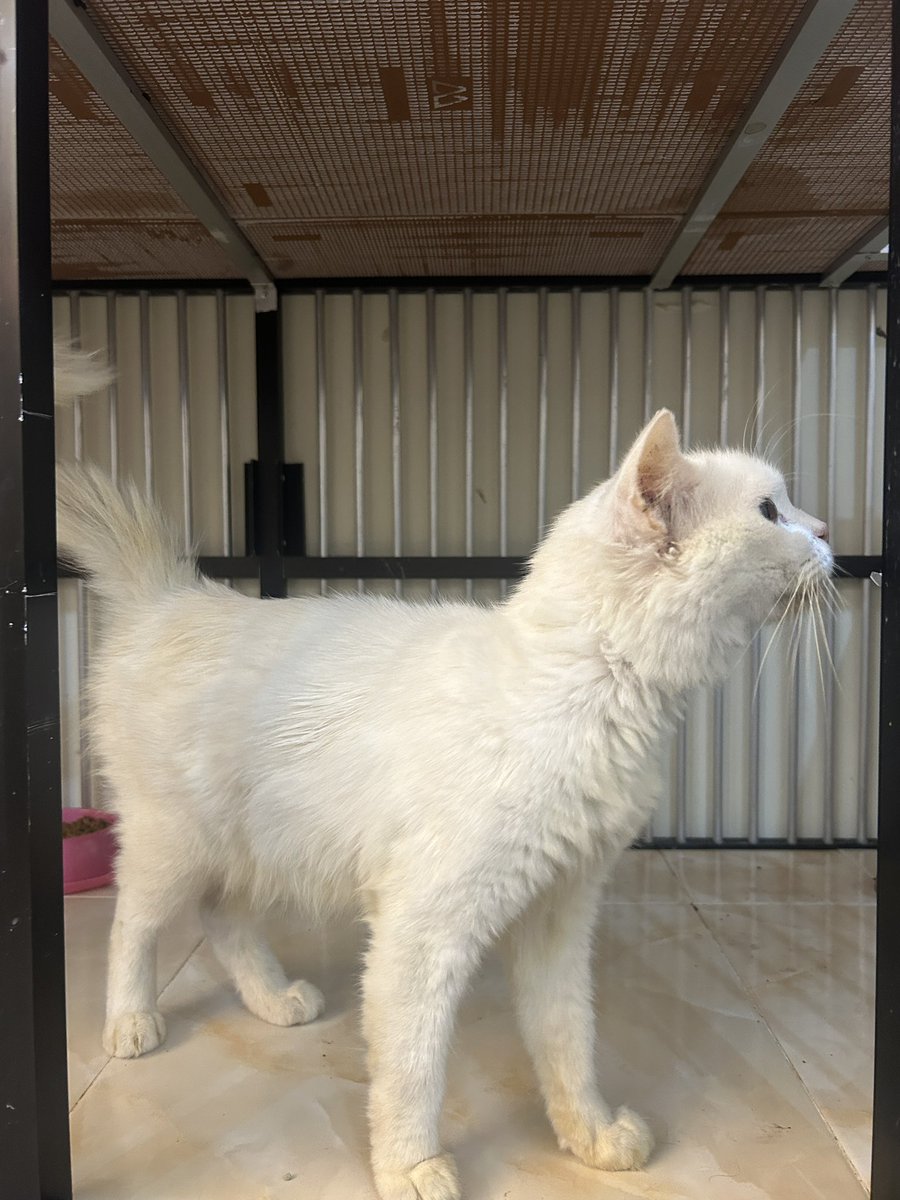 shirobloon's tweet photo. URGENT - NEED ADOPTER ATAU FOSTER. Kucing Betina, ditemukan dipinggir jalan. Butuh secepetnya ya kalau berkenan, karena sekarang ada di pet hotel, sudah rimandikan dan bersih. Lokasi Tangsel #adopsikucing #adopsikucingjakarta #adoptkucing #kucing #adopsi #free @BarudaksPapi https://t.co/xg3l2iyD9k