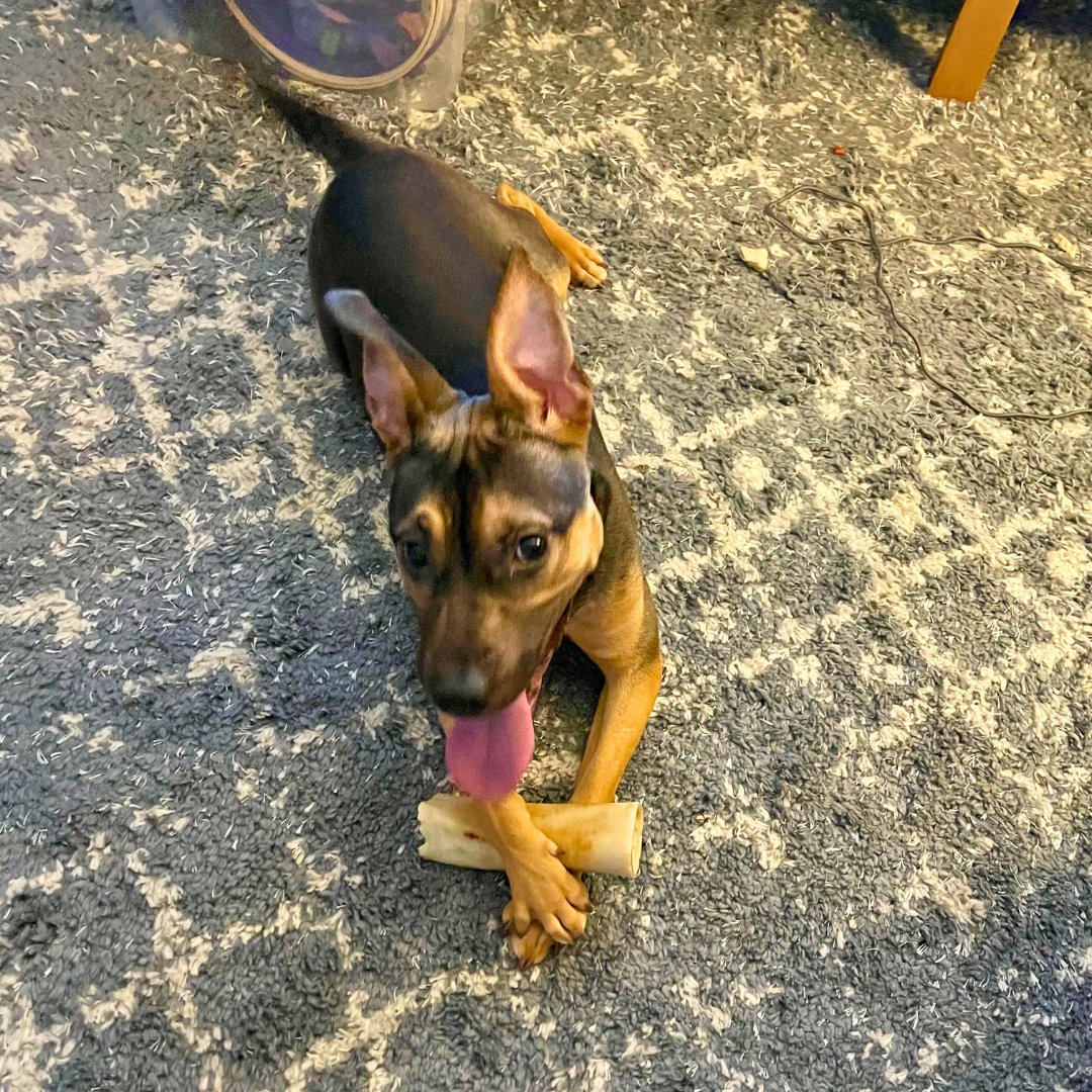 razzlin dazzlin DIAMOND is out of the shelter and into a loving foster home ❤️ 
Diamond sure is happy to have a second chance at life - and we love her smile 😀 
Apply to adopt Diamond at AmsterDog.org

#amsterdog #amsterdogrescue