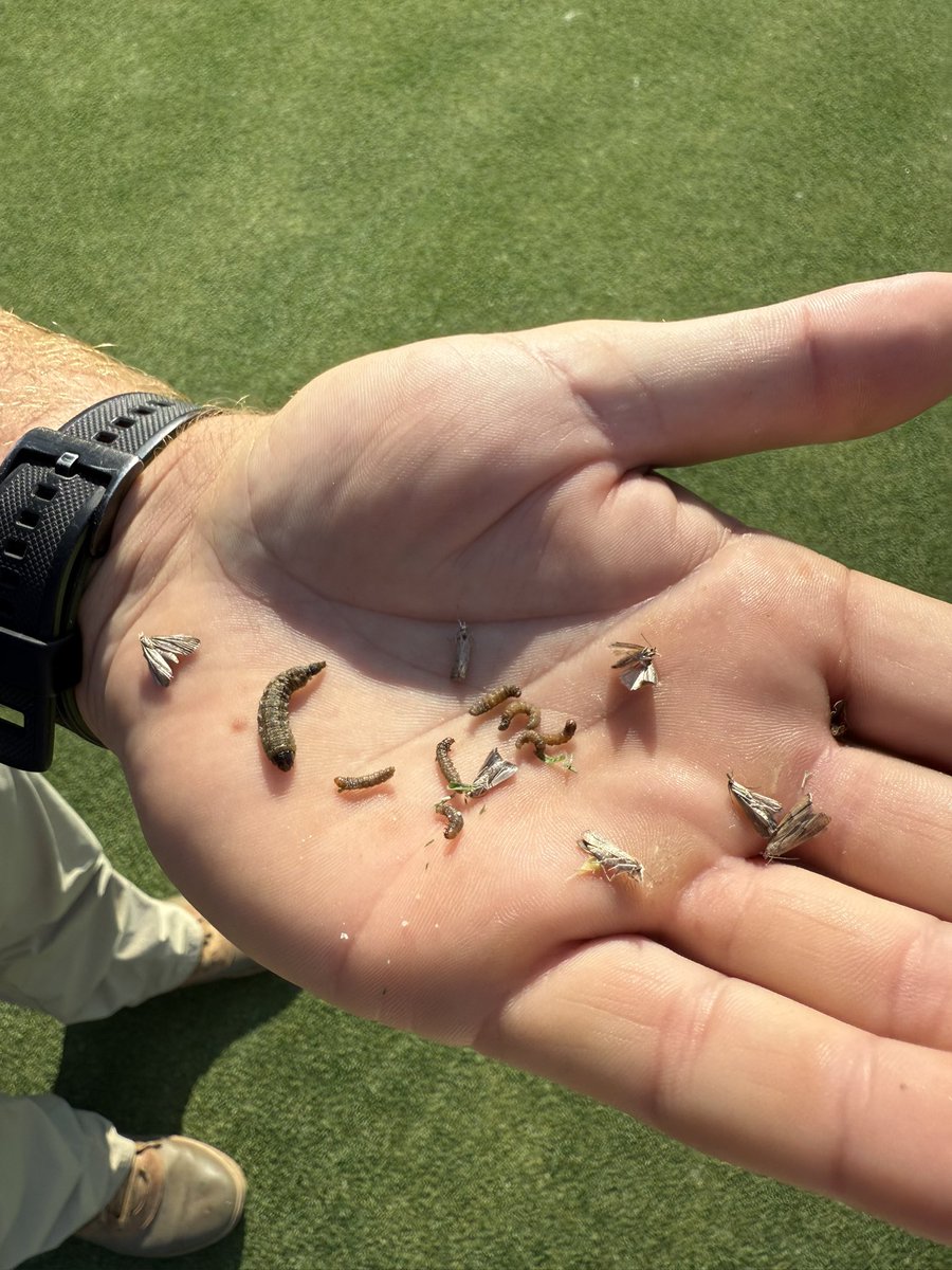 The power of a well timed Application! Keep an eye out for cutworms in the Transition Zone

 Shoutout to my assistant superintendent Daniel for staying late on a Friday evening so I could come into this on Saturday morning! 👊⛳️💯