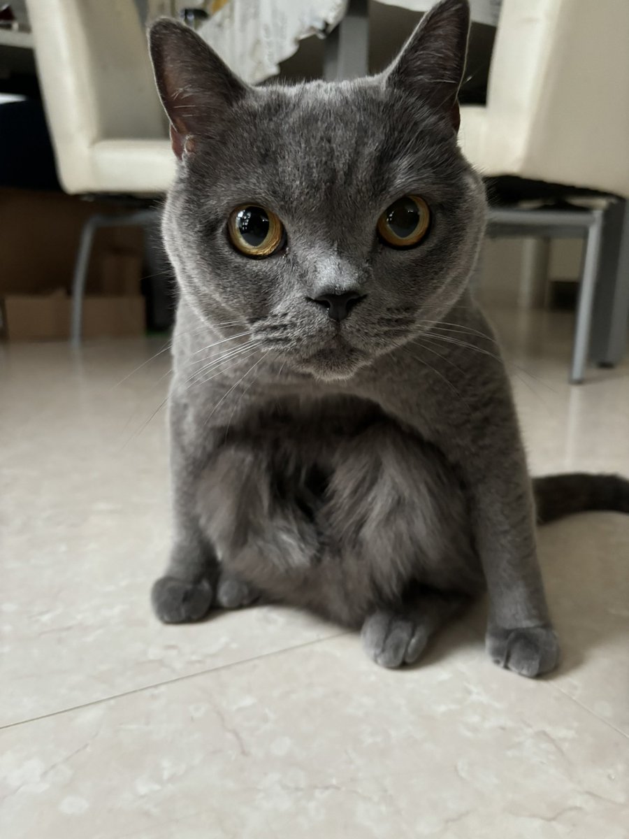 アニとラン (@anitoran2222) on Twitter photo ニャンキー😎
#ブリティッシュショートヘア
#人間のヤンキーよりネコのニャンキー ニャンキー😎
#ブリティッシュショートヘア
#人間のヤンキーよりネコのニャンキー