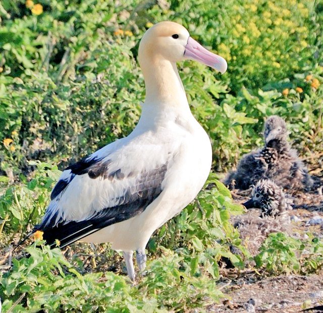 Bu kuşun taşıdığı mallar (özellikle yakın da olanlar) çok kıymetlenecekmiş...
KİM bu kuşu YAkından İZleyecek, bEKleyip görelim...