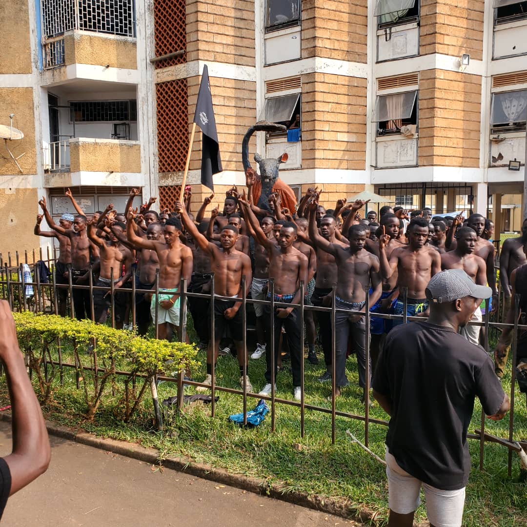 Rats in the Ratland initiation Ceremony