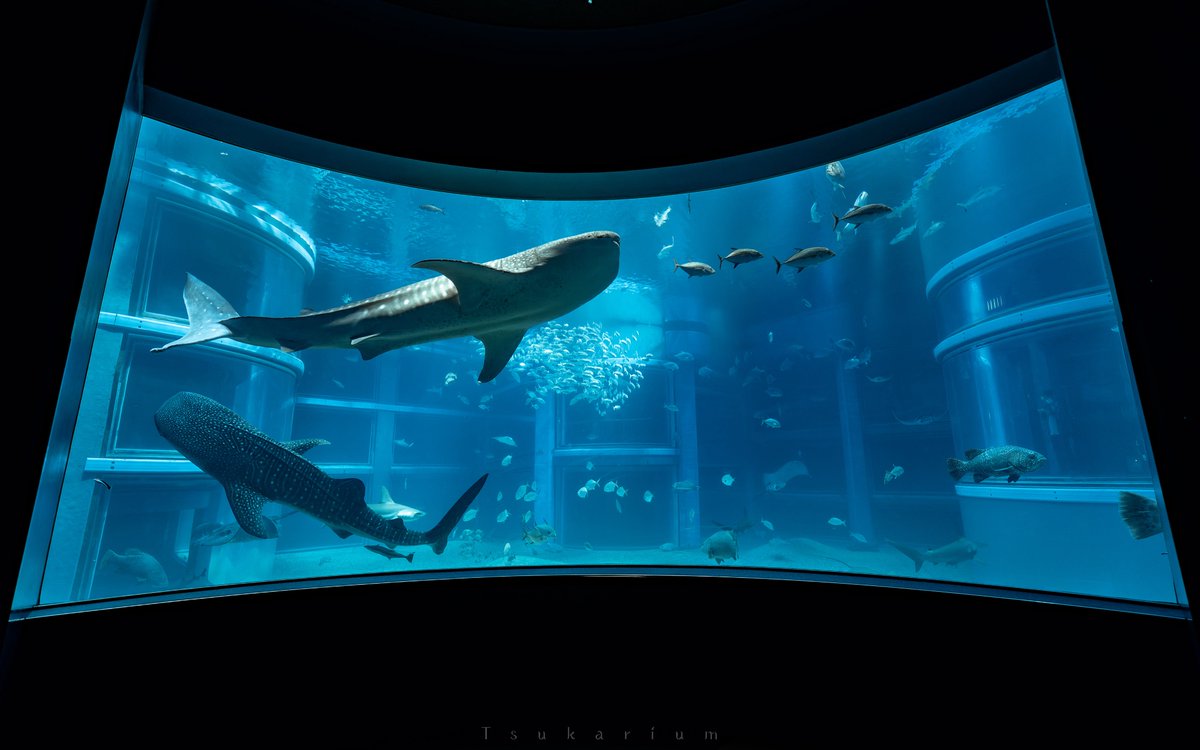 tsukarium's tweet photo. 国内でジンベエザメが見られる4つの水族館
・海遊館(大阪府)
・いおワールドかごしま水族館(鹿児島県)
・のとじま水族館(石川県)
・美ら海水族館(沖縄県)

この夏行ってみてはいかがでしょうか https://t.co/t6CH7ViOdJ