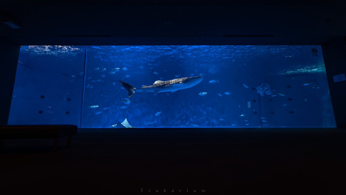 tsukarium's tweet photo. 国内でジンベエザメが見られる4つの水族館
・海遊館(大阪府)
・いおワールドかごしま水族館(鹿児島県)
・のとじま水族館(石川県)
・美ら海水族館(沖縄県)

この夏行ってみてはいかがでしょうか https://t.co/t6CH7ViOdJ