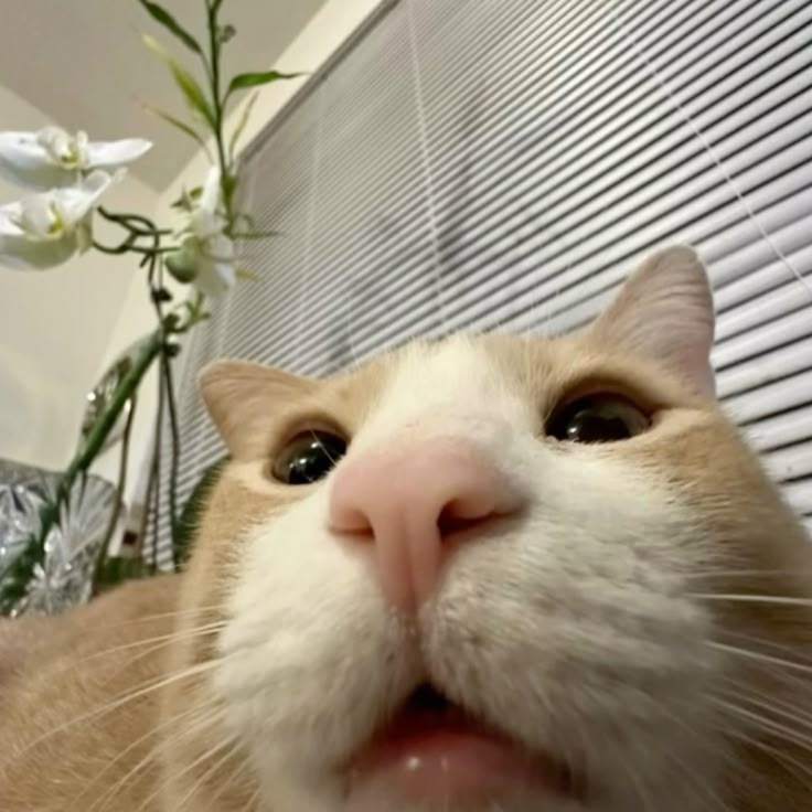 ateez as cats ♡ (@poetspics) on Twitter photo 