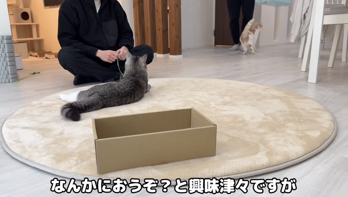 もちまるページ もちまる日記 - Cerca / X