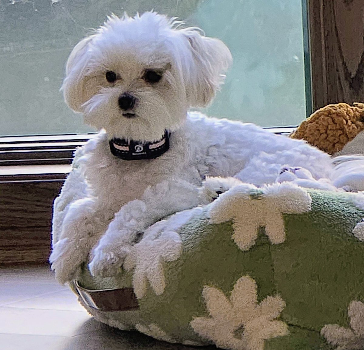 RonOBMD's tweet photo. Our white fluff bundle of crazy Daisy! https://t.co/5PWHatdrFe