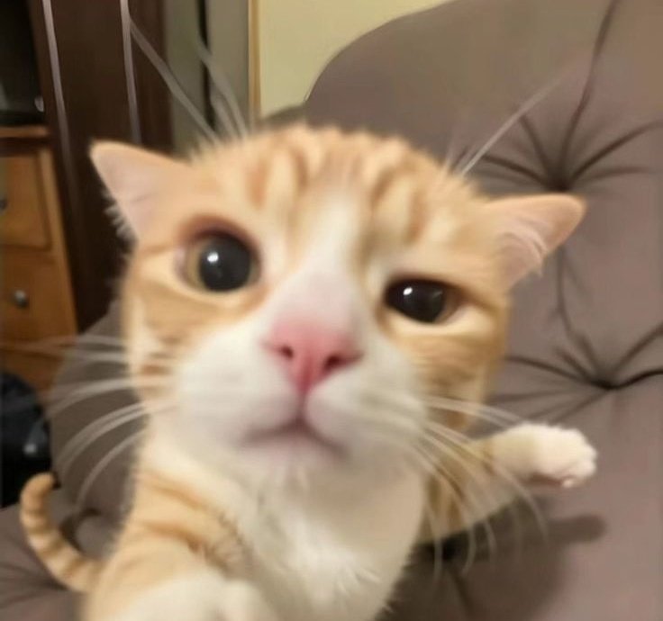 ateez as cats ♡ (@poetspics) on Twitter photo 