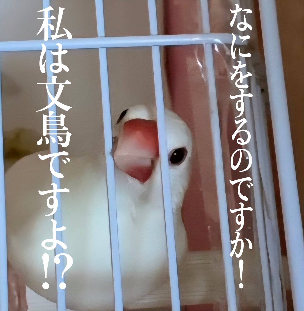 気高き文鳥