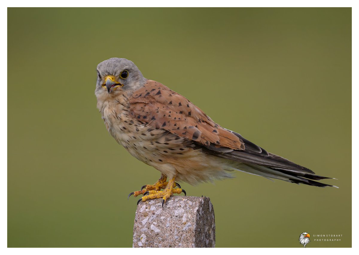 πππ’π€π£ ππ©π€πππ§π© π¦π¦π¦ (@sherburnsi) on Twitter photo Kestrel on Teesside the other day.
<a href="/teesbirds1/">teesbirds</a>
<a href="/teeswildlife/">Tees Wildlife</a>
<a href="/DurhamBirdClub/">Durham Bird Club</a>
<a href="/Natures_Voice/">RSPB</a>
<a href="/NatureUK/">NatureUK</a>
<a href="/WildlifeMag/">BBC Wildlife</a>
<a href="/BBCSpringwatch/">BBC Springwatch</a>
<a href="/NTBirdClub/">Northumberland & Tyneside Bird Club</a>
<a href="/UKNikon/">Nikon UK & Ireland</a>
#naturephotographyday #birds #wildlifephotography Kestrel on Teesside the other day.
<a href="/teesbirds1/">teesbirds</a>
<a href="/teeswildlife/">Tees Wildlife</a>
<a href="/DurhamBirdClub/">Durham Bird Club</a>
<a href="/Natures_Voice/">RSPB</a>
<a href="/NatureUK/">NatureUK</a>
<a href="/WildlifeMag/">BBC Wildlife</a>
<a href="/BBCSpringwatch/">BBC Springwatch</a>
<a href="/NTBirdClub/">Northumberland & Tyneside Bird Club</a>
<a href="/UKNikon/">Nikon UK & Ireland</a>
#naturephotographyday #birds #wildlifephotography