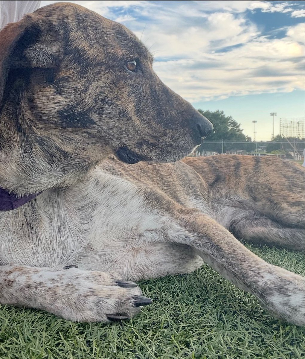 The Director of Pawsitivity requires tackle 🏈 today <a href="/TNTechFootball/">TTU Football</a> 🦅 #WingsUp #AimHigh