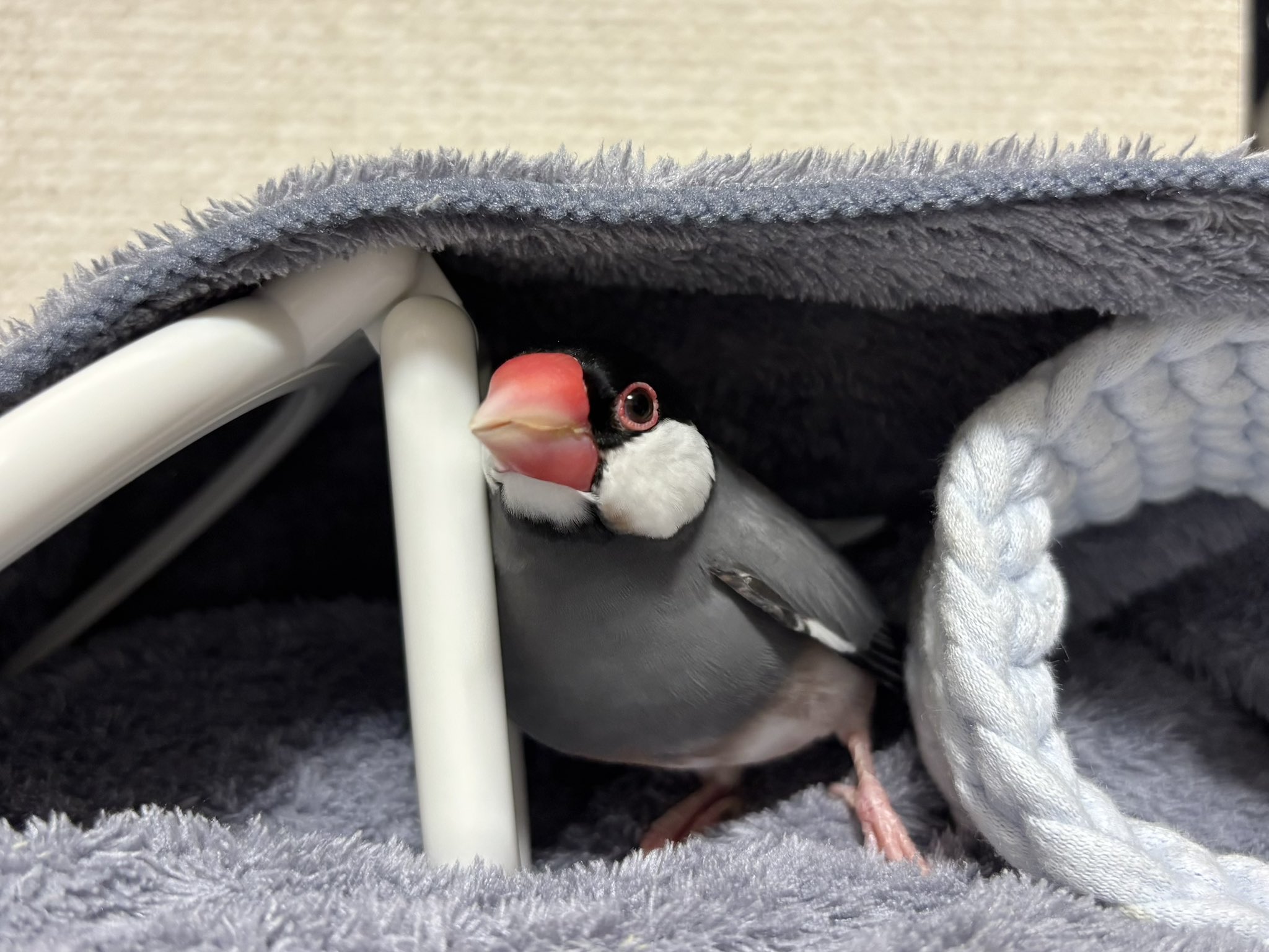 桜文鳥ぶんじ - Cerca / X