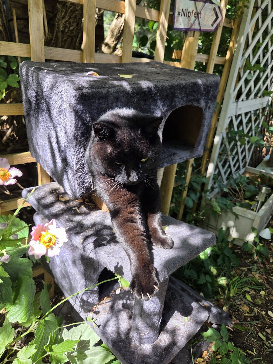 Happy #Caturday floofsters!!
Check out my murder mitts!
Mumquat knows my hiding spot now so I will never use it again.
Im gonna find a sun puddle!!
Hehehemeow!!!