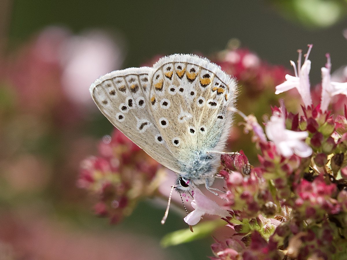 Deena Sharp (@deenasharp18) on Twitter photo Common Blue feeding on Marjoram flowers in the garden this morning. 
<a href="/savebutterflies/">Butterfly Conservation 🦋</a> <a href="/Cornwall_BC/">Cornwall Butterfly Conservation</a> #butterflies #inthegarden Common Blue feeding on Marjoram flowers in the garden this morning. 
<a href="/savebutterflies/">Butterfly Conservation 🦋</a> <a href="/Cornwall_BC/">Cornwall Butterfly Conservation</a> #butterflies #inthegarden