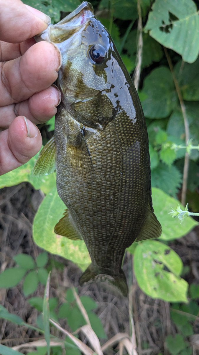仕事疲れで朝から行ずに〜😵‍💫
ゆっくり午後スタート🎣
雨の影響でまた増水。💧😑
コバスのみだけどトップ、シャッド、ネコ、
ネイル入りシャッドテールで釣れました~😊
魚散ったかなぁ〜🤣