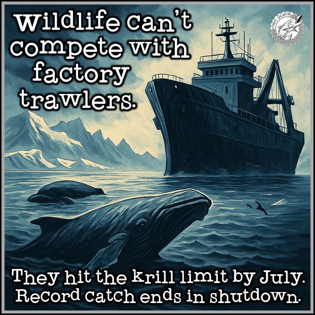 If you know someone who eats salmon, maybe ask them how they feel about killing off the oceans whales..

apnews.com/article/whales…
