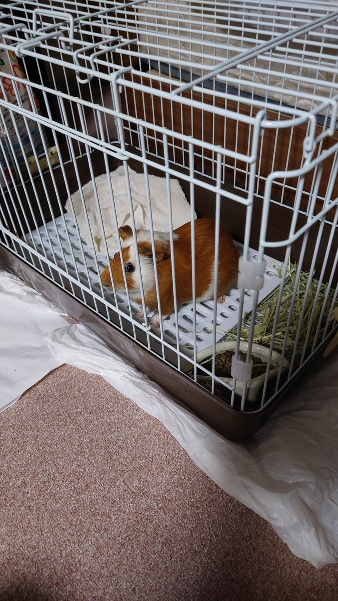 ブルー🍡 tweet media