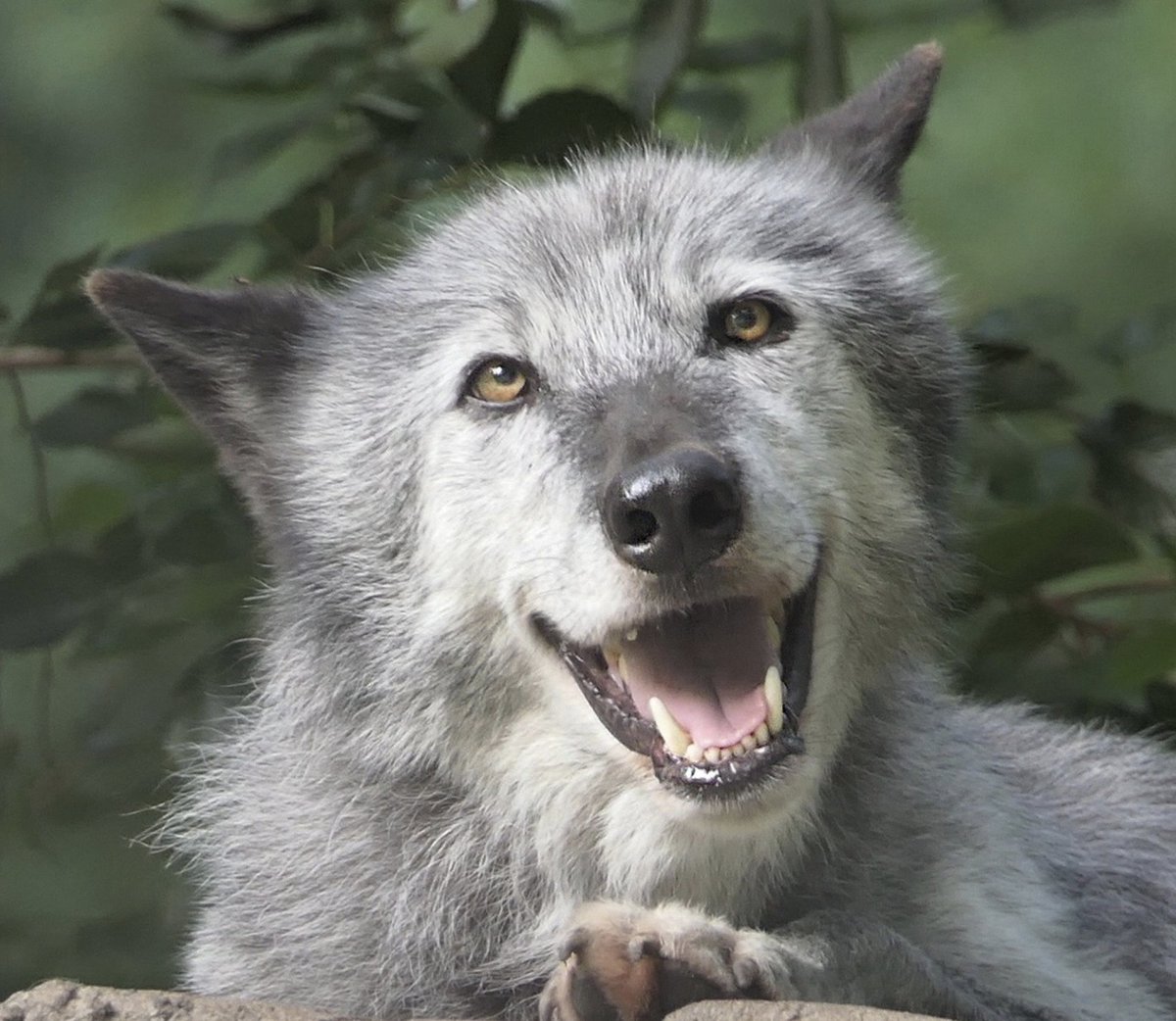 Anne Louise Avery tweet media