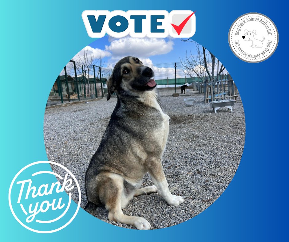 Lisaeljo's tweet image. 📢DOUBLE #votes weekend‼️

Please get your #votes in for @DogDeskAction this weekend and share🙏

The situation for #dogs in #Turkey is desperate🥺 Winning this grant would be a huge help 🐾❤️‍🩹

It&apos;s FREE to vote every week✅️ 🐕

mygivingcircle.org/dog-desk-anima…