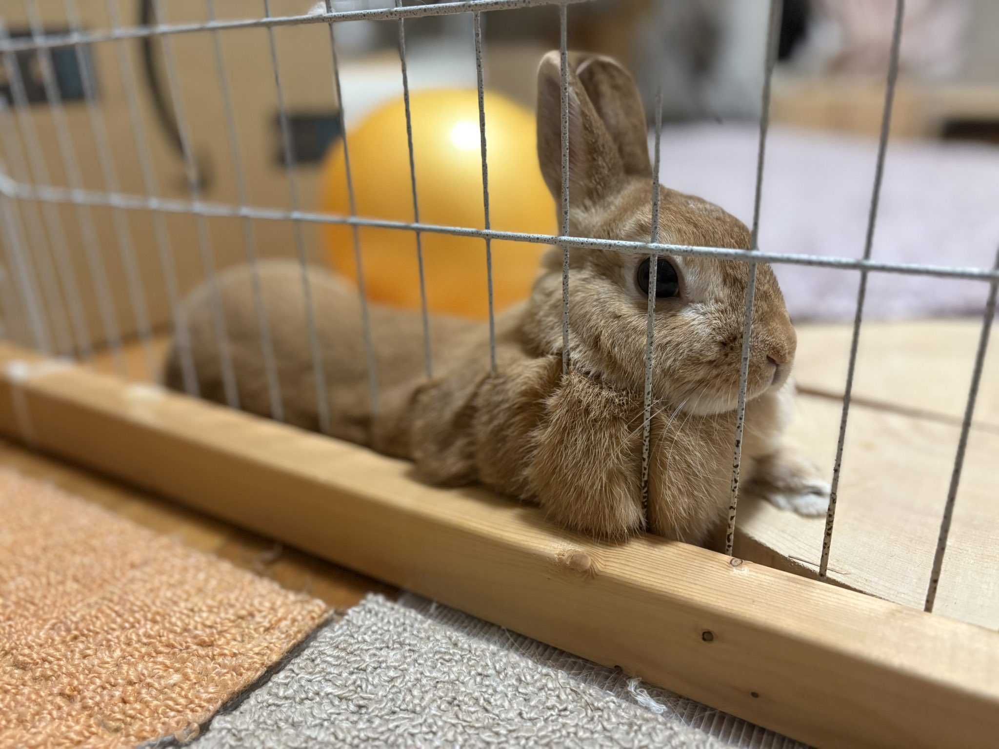 最安値のごまちゃん ごま🐰(飼い主:あるじ) on X: 