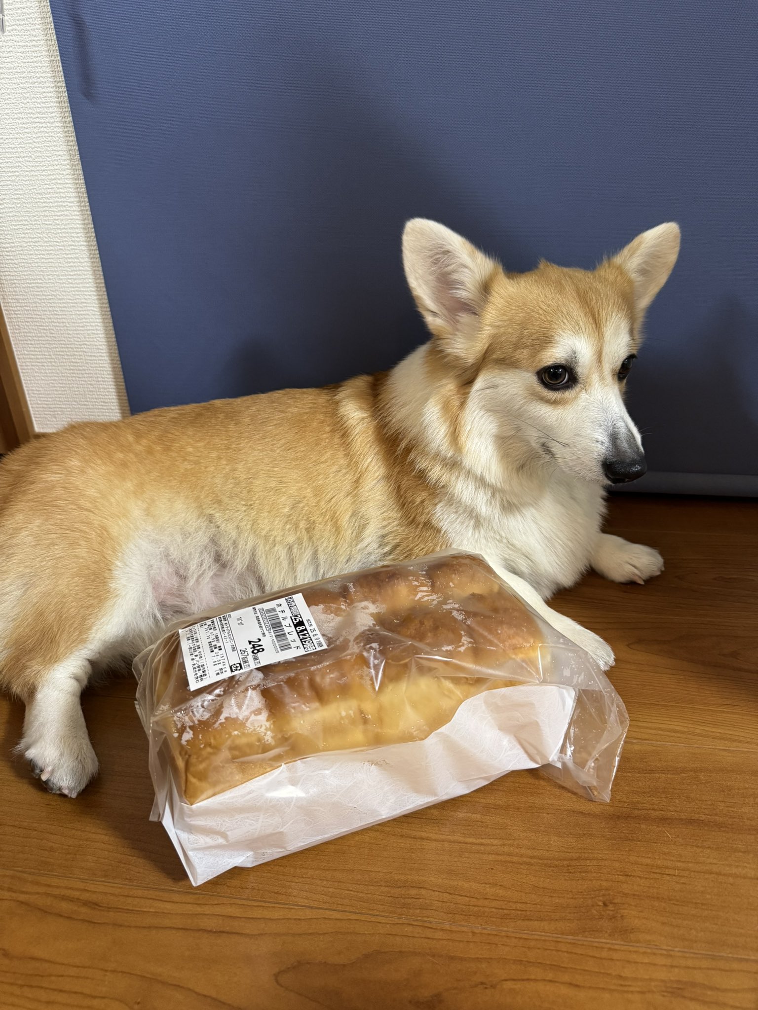 やるきなしコーギーSARA🍞 （飼い主ITOKEN） on X: 