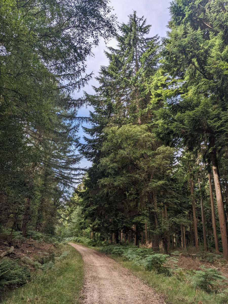 Happy Saturday 😊. Been on a walk into Queens copse in Dorset this morning. Very tall and nice trees.