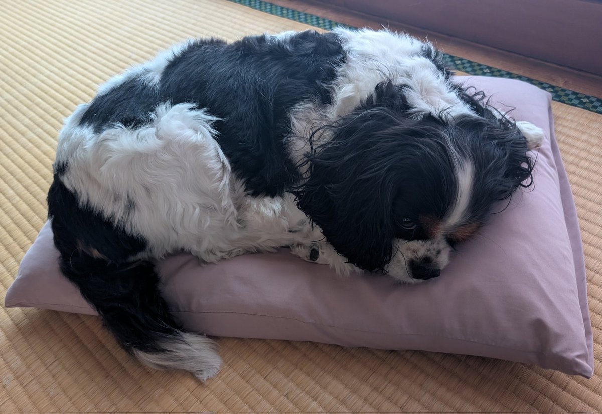 うん、いいんだけどね、
ミルクちゃんが乗ってるそれ、
ママの枕ね😅