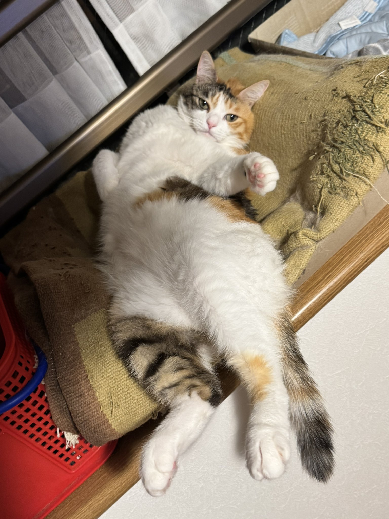 振り向く三毛猫、和紙25,4см×36,4cm ちぎり和紙 金運にゃんこ 三毛猫・その他人形 / 京都の人形