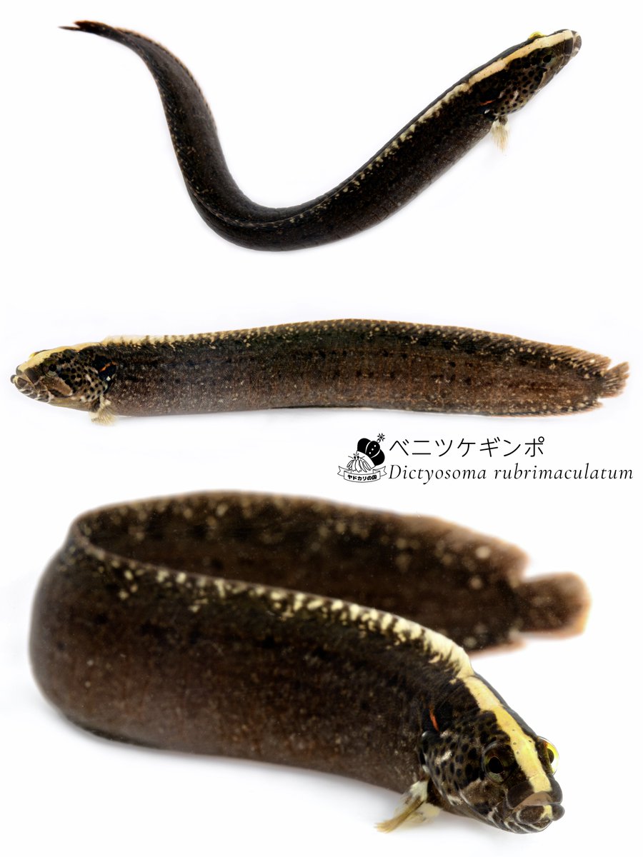 海洋生物観測所の日常 tweet media