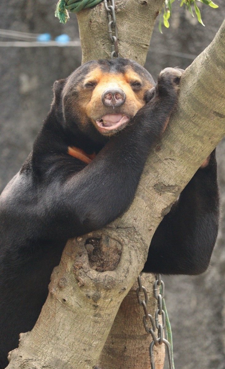 マレーグマもお顔がやわらかくなることを教えてくれたのはマーチンくんですʕ•ᴥ•ʔ
心もやわらかくリラックスできていたらうれしいです♬*
🧡2025.8.9🧡