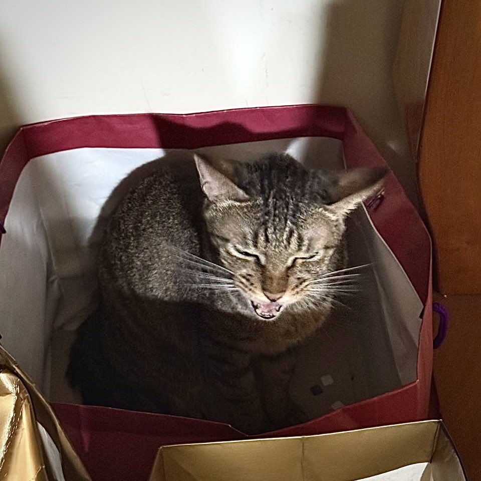 Yu46310979's tweet photo. 猫さん、そろそろ10歳になるよ！
あっという間だね🥹 https://t.co/EqioNYmBZP