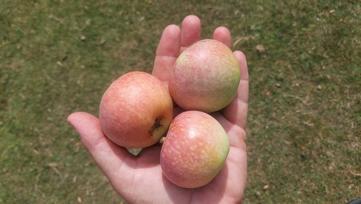 netherfield34's tweet image. I doubt there is anyone in this country who had a finer breakfast than I! A Beauty of South Lincolnshire (aka Allington Pippin) apple picked fresh from the tree. Raised 1870s Stamford by Thomas Laxton. One of the most delicious apples you could ever eat. Tastes of fruit drops! 🍏