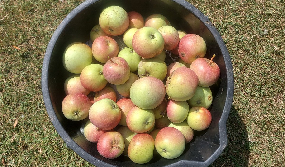 netherfield34's tweet image. I doubt there is anyone in this country who had a finer breakfast than I! A Beauty of South Lincolnshire (aka Allington Pippin) apple picked fresh from the tree. Raised 1870s Stamford by Thomas Laxton. One of the most delicious apples you could ever eat. Tastes of fruit drops! 🍏