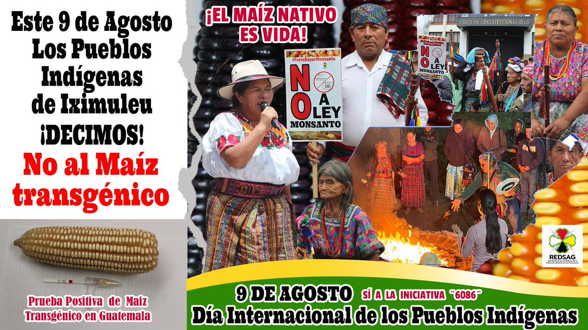 En el marco del ¨Día Internacional de los Pueblos Indígenas¨ Los pueblos de Guatemala le decimos no a la modificación y edición genética del sagrado maíz. No al maíz transgénico. #DiaInternacionalDeLosPueblosIndigenas #FueraMonsanto