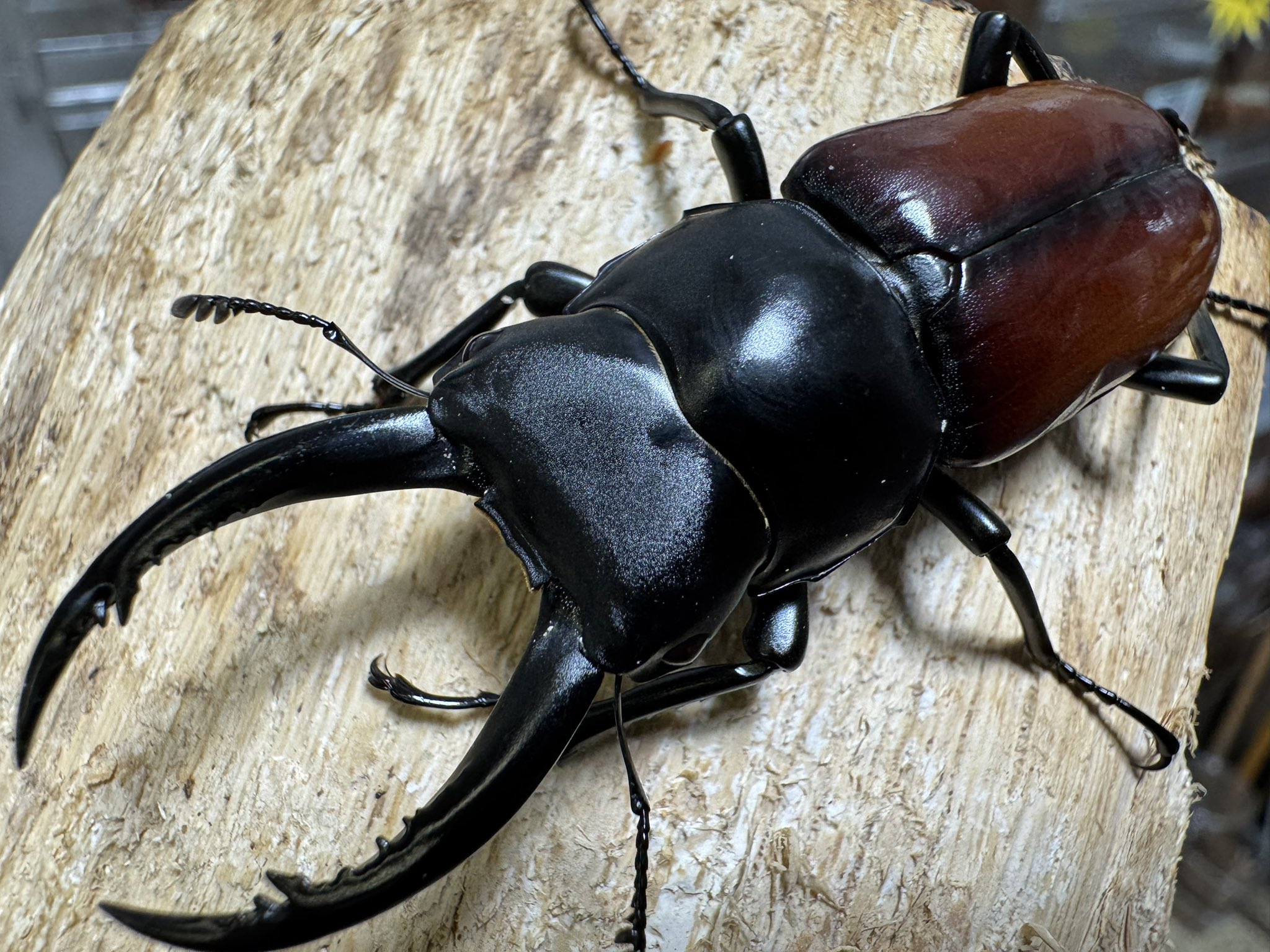 イーグルクロウ　本物　クマタカ　+ ジャンク品おまけ Amazon | コクワガタ 成虫 オス単品 SIZEFREE 国産 【BREEDER's