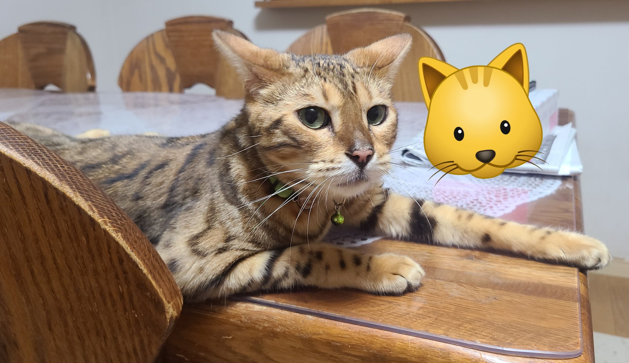 はなねこ Nekobu x Museum Club Cat scratching board〈Katsushika