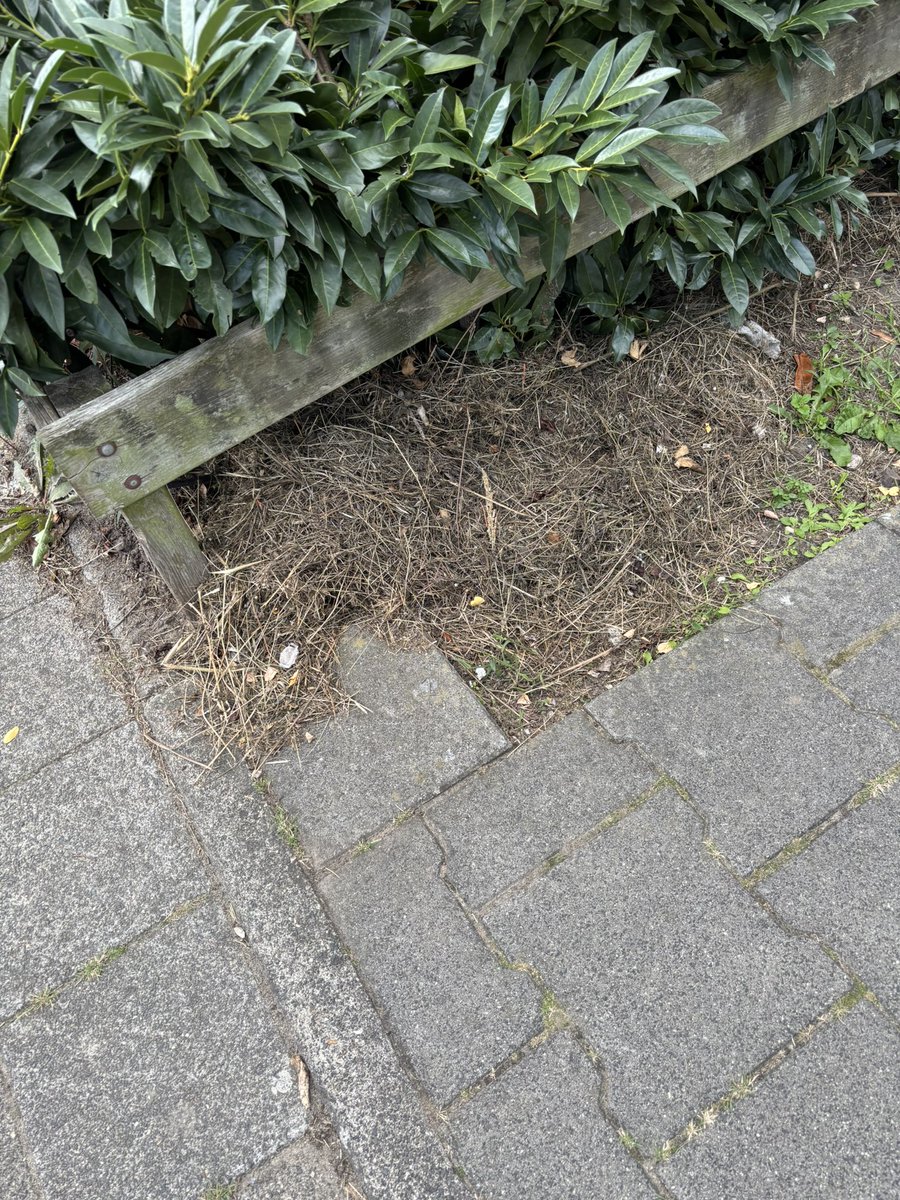 Ingrid (@dnglntj) on Twitter photo Het stukje achter de schuur is van wooncompas . Lekker bezig geweest en het onder de struiken van het stukje tuin wat van de <a href="/gem_Ridderkerk/">Gemeente Ridderkerk</a> is! Waarom word tuinafval van beide partijen nooit meer opgeruimd maar gewoon gedumpt. Met gevolg nog meer onkruid. Het stukje achter de schuur is van wooncompas . Lekker bezig geweest en het onder de struiken van het stukje tuin wat van de <a href="/gem_Ridderkerk/">Gemeente Ridderkerk</a> is! Waarom word tuinafval van beide partijen nooit meer opgeruimd maar gewoon gedumpt. Met gevolg nog meer onkruid.