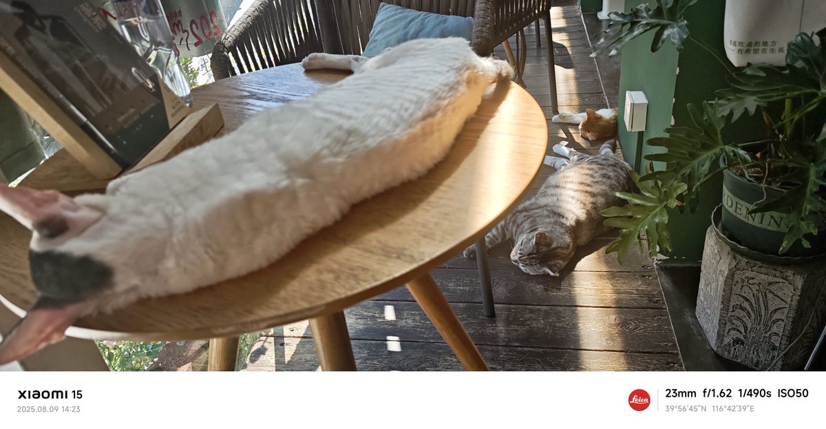 wittytree's tweet image. 和朋友在一家充满可爱猫咪的书店咖啡厅里见面，享受着闲聊和香浓的咖啡☕️🐱。这里的猫咪们真是太友好了，有的晒着温暖的阳光☀️，有的则在书架间慢悠悠地走动，有的慵懒地趴在书架上，有的在跟小孩子顾客玩，仿佛给书店增添更多的生气✨。度过了超治愈时光。一边喝着香醇的拿铁☕️，一边分享读到的好书📚