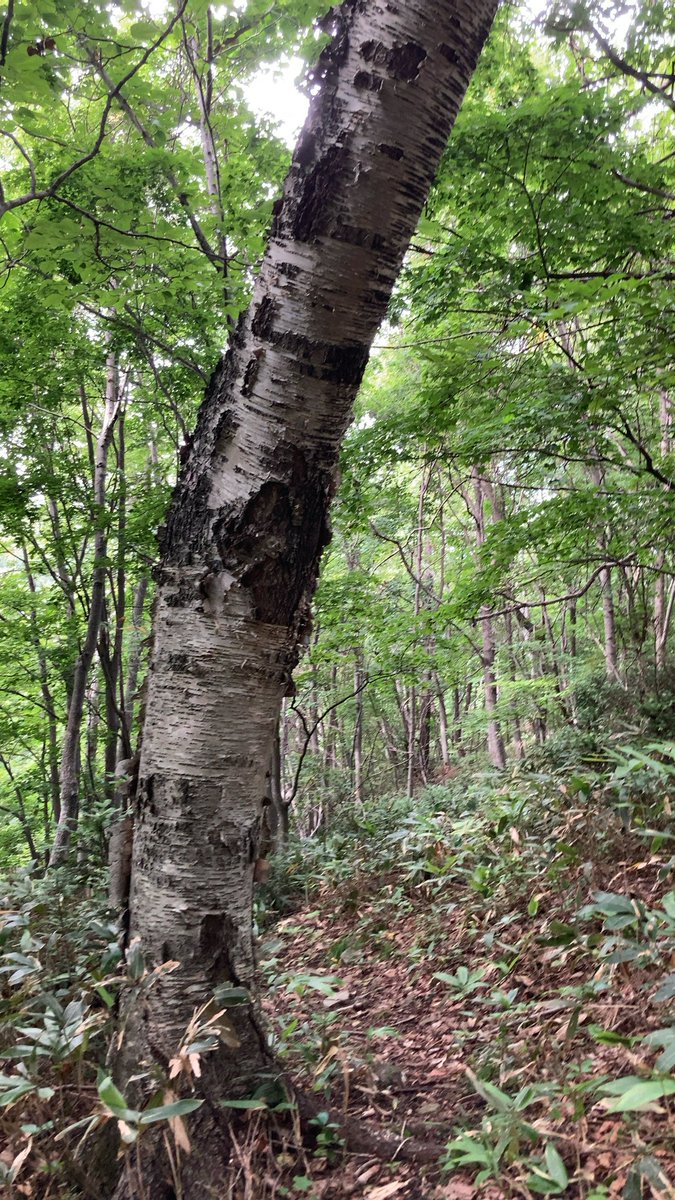 今日も山の中を上がったり下がったり。