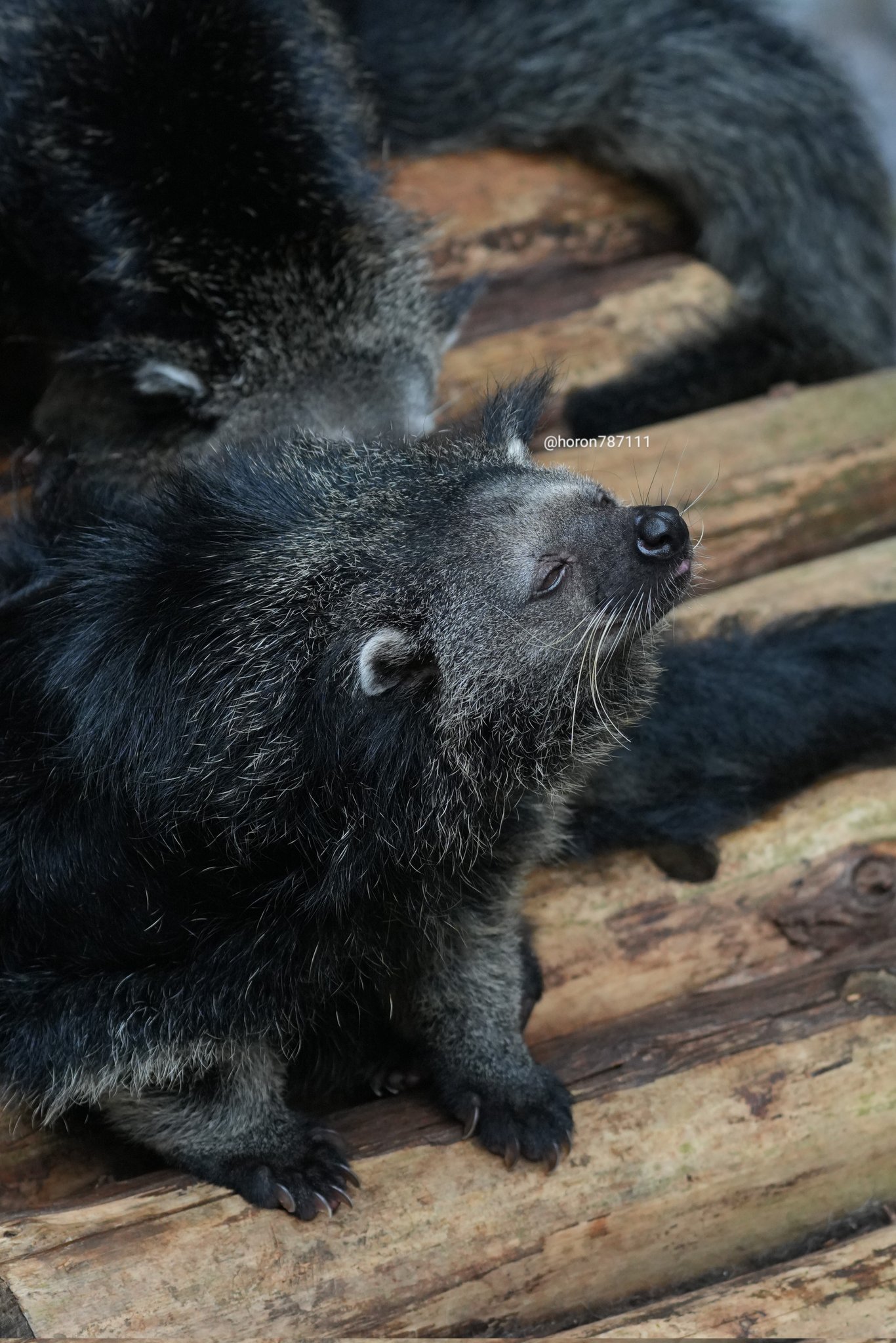動物の平日 のいち動物公園 - Search / X