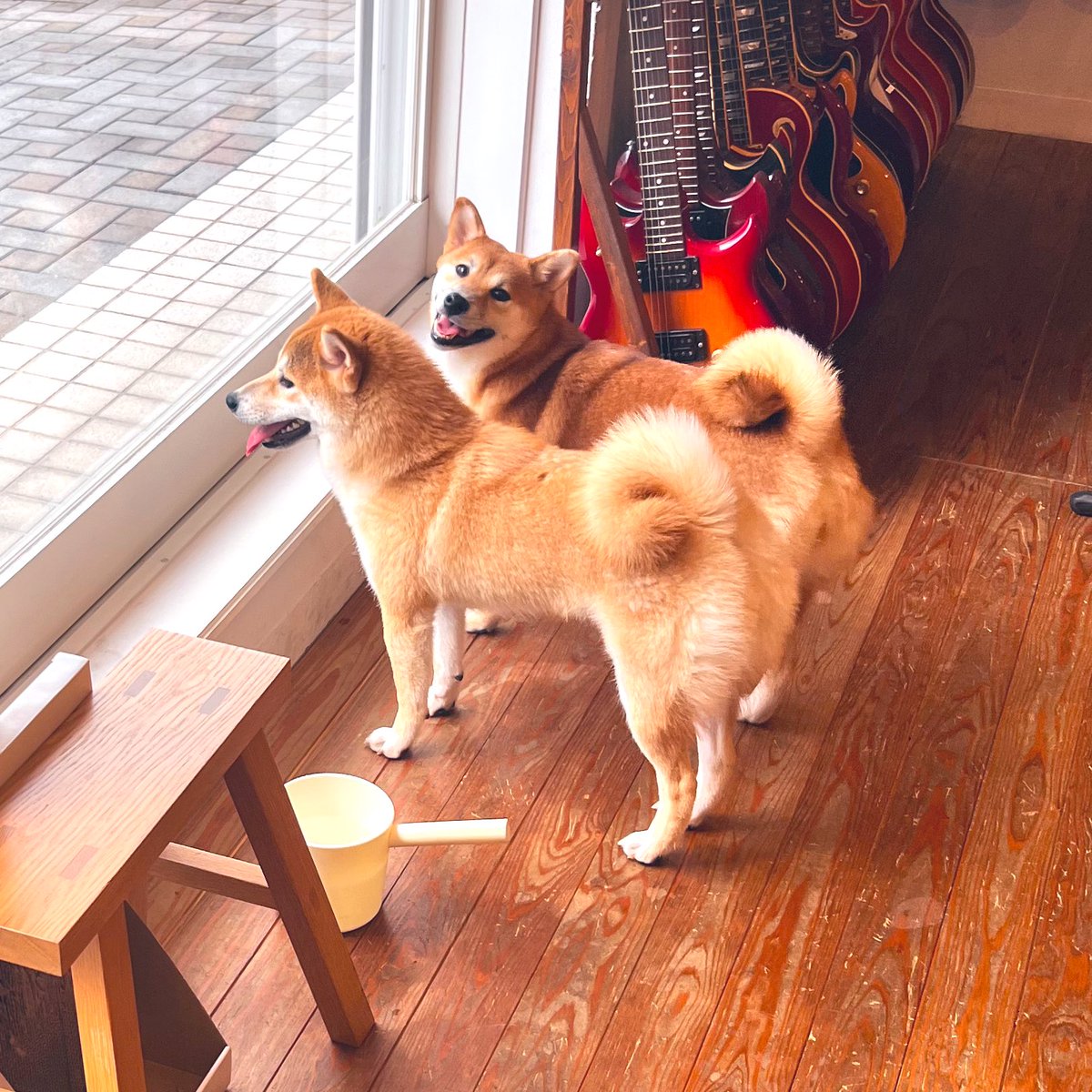 oldbridge_jp's tweet image. 明日8月10日(日)はオーナーさんライブの為、お休みとなります。
明後日11日(月)も定休日ですのでお休みです。
よろしくお願い致します🐕🐕
oldbridge.jp