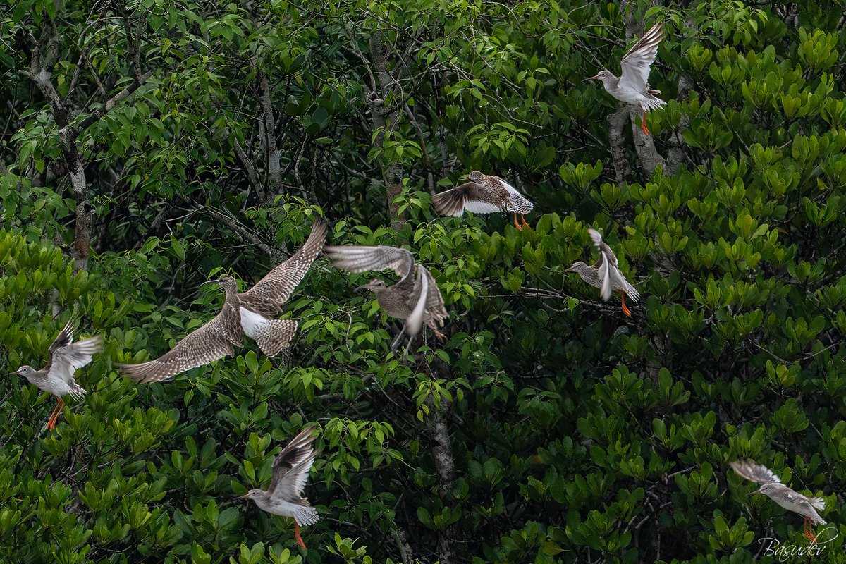 Mixed species in flight .............@ Sundarbans           
#IndiAves #BBCWildlifePOTD #ThePhotoHour #natgeoindia #wildlifephotography #SonyAlpha #BirdsSeenIn2025