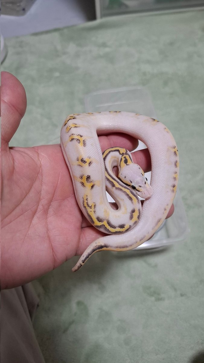 REPKEN2's tweet photo. 今日は午前中にバナナの家さんに餌を買いに行って、卵から孵ったベビー達を見て来ました✨
パステルハイウェイpossキャリコ♀️はボールを初めた時に憧れた子で、それにキャリコが入っているかも？なんて最高の子でした✨他にも綺麗な子が沢山でニンマリでした😄

#バナナの家 https://t.co/Z0NTDaweuk