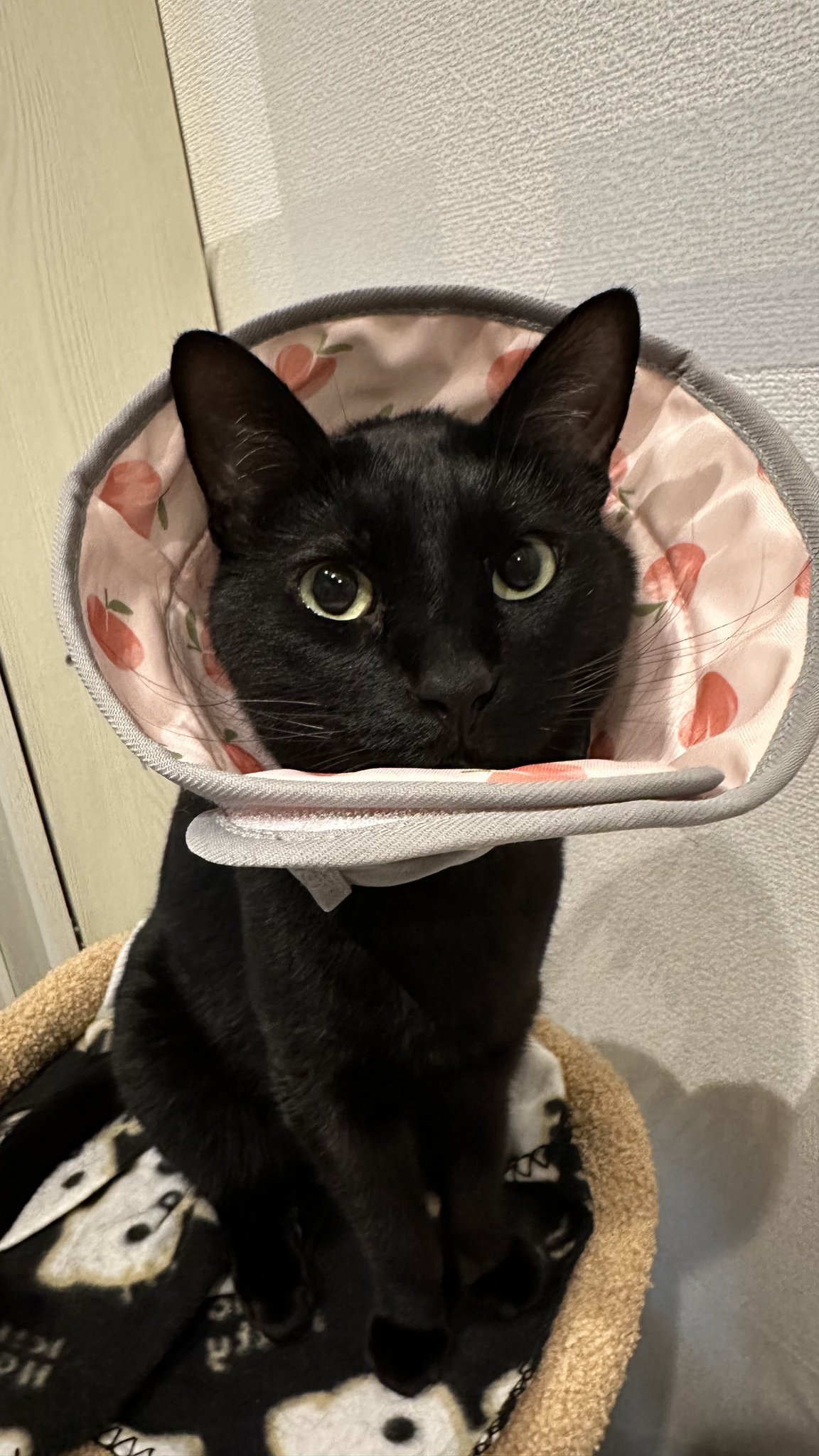 くろねこページ 黒猫トニー on X: 