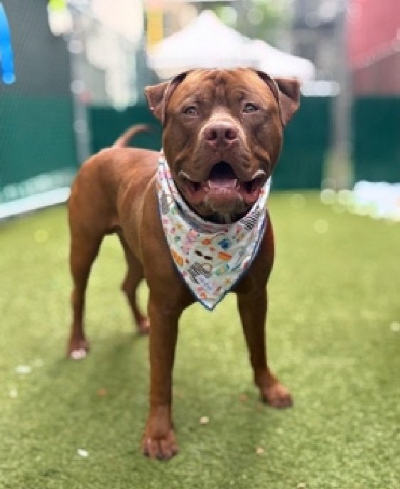 Julie🌻🐾 (@myboxerluvmac1) on Twitter photo 💔Cornflakes💔
#NYCACC #229888
▪️HAS TIL 4PM 2DAY❗️
▪️KILL COMMAND ❗️
💢True Loving Companion Rescue would like to save him and is looking for someone to #foster him.
If you can give Cornflakes a good home, please contact them ASAP at 👇
moran_r_2000@yahoo.com
DM 💔Cornflakes💔
#NYCACC #229888
▪️HAS TIL 4PM 2DAY❗️
▪️KILL COMMAND ❗️
💢True Loving Companion Rescue would like to save him and is looking for someone to #foster him.
If you can give Cornflakes a good home, please contact them ASAP at 👇
moran_r_2000@yahoo.com
DM