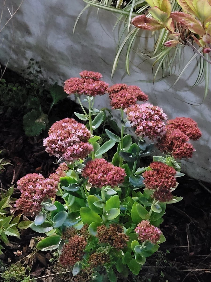 250809
밤산책 

여름내내 요란하던 쓰르라미 소리는 어느샌가 사라지고 오늘은 귀뚜라미 울음소리만 이따금씩 들린다 
이제 밤에는 덥지도 않은 것이 
걷기 좋은 계절이 다가오고 있다