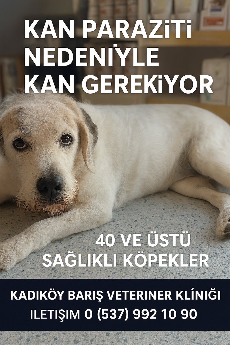 KAN GEREKİYOR