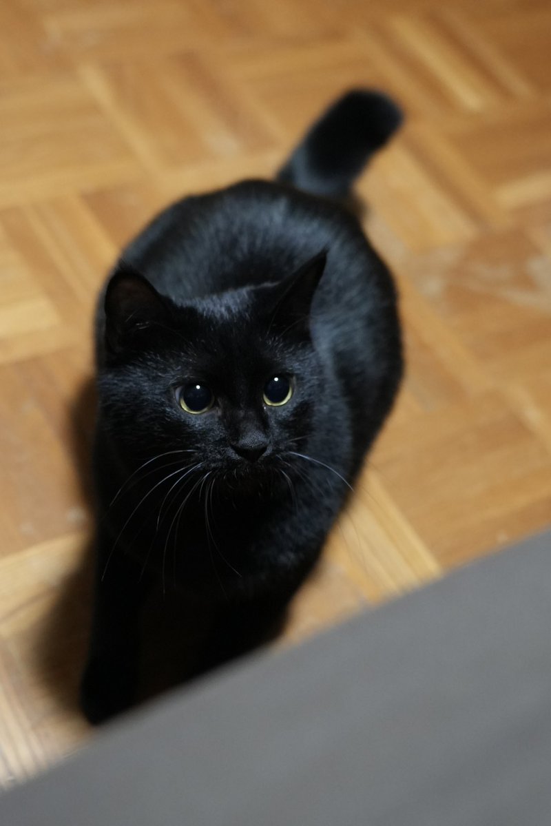 黒猫 黒猫つくねちゃん太しっぽ on X: